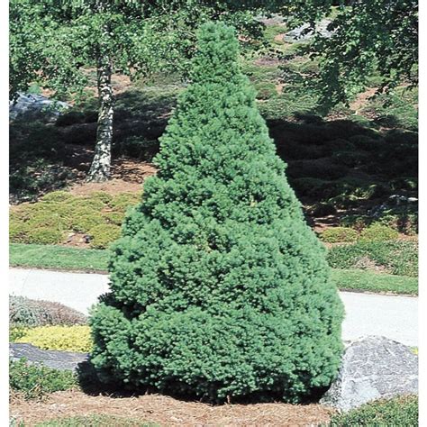 Find My Store. . Evergreen trees at lowes